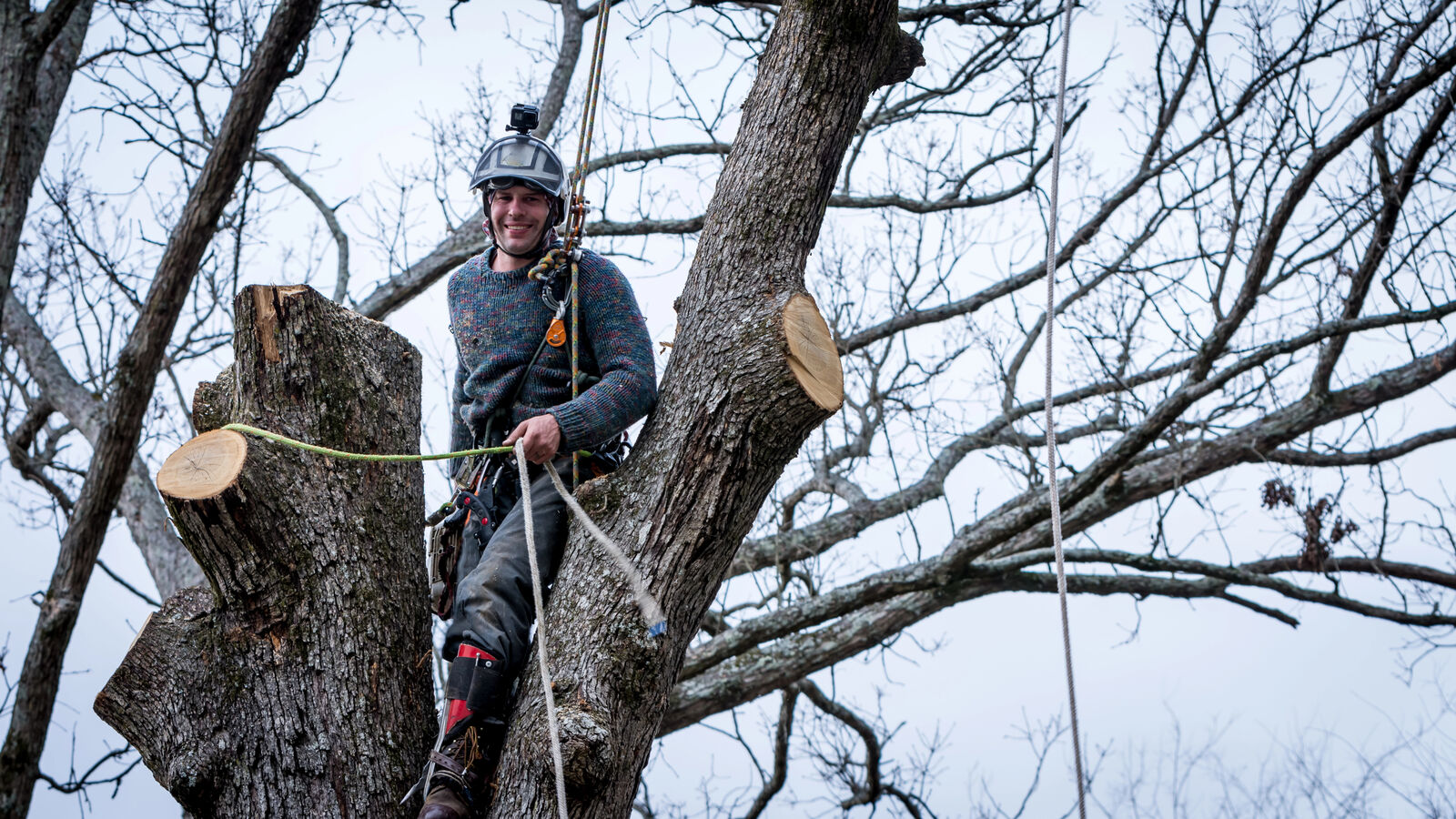 Arborist climbing tree with rigging