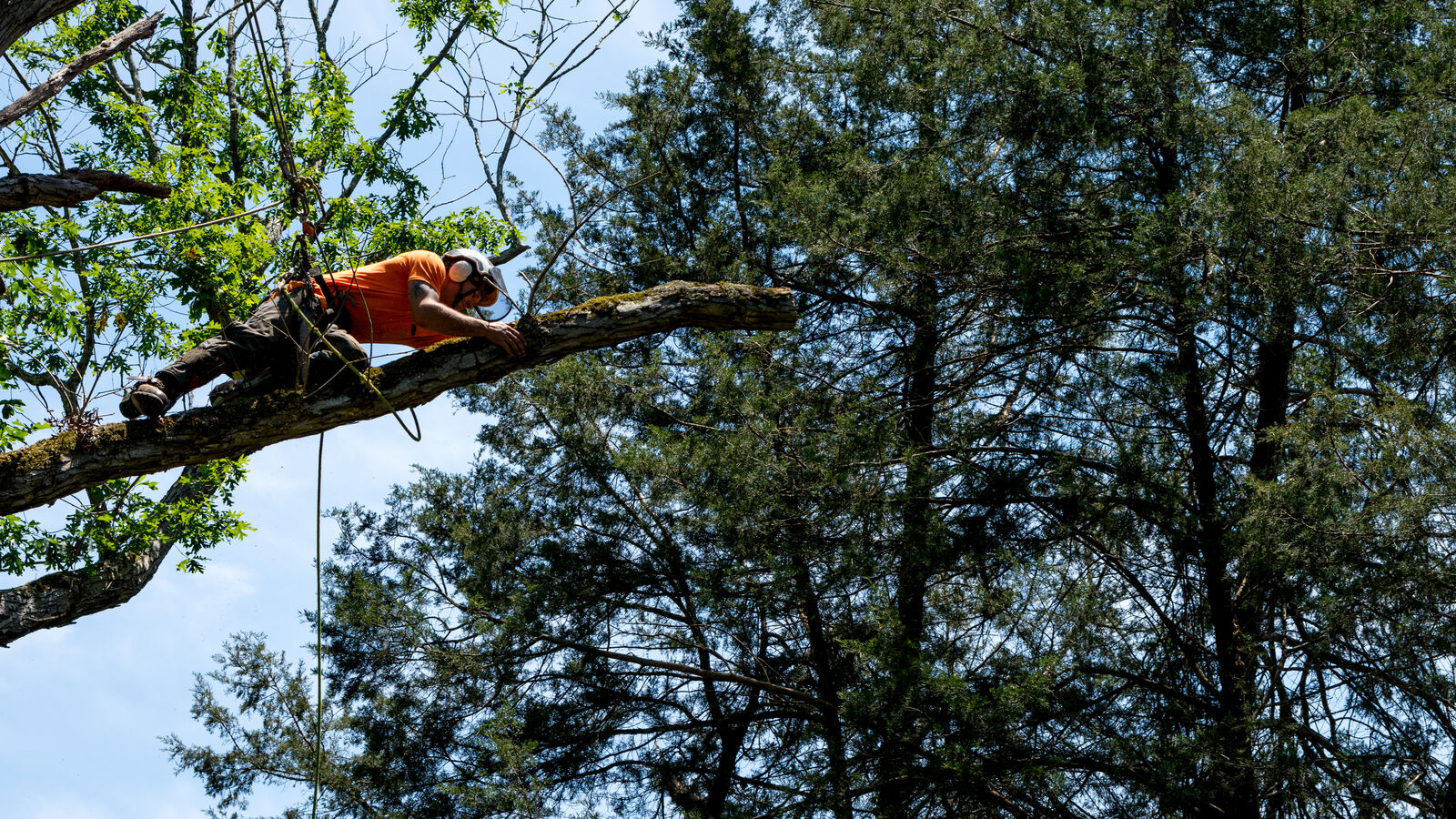 Arbor Services arborist working on large limb