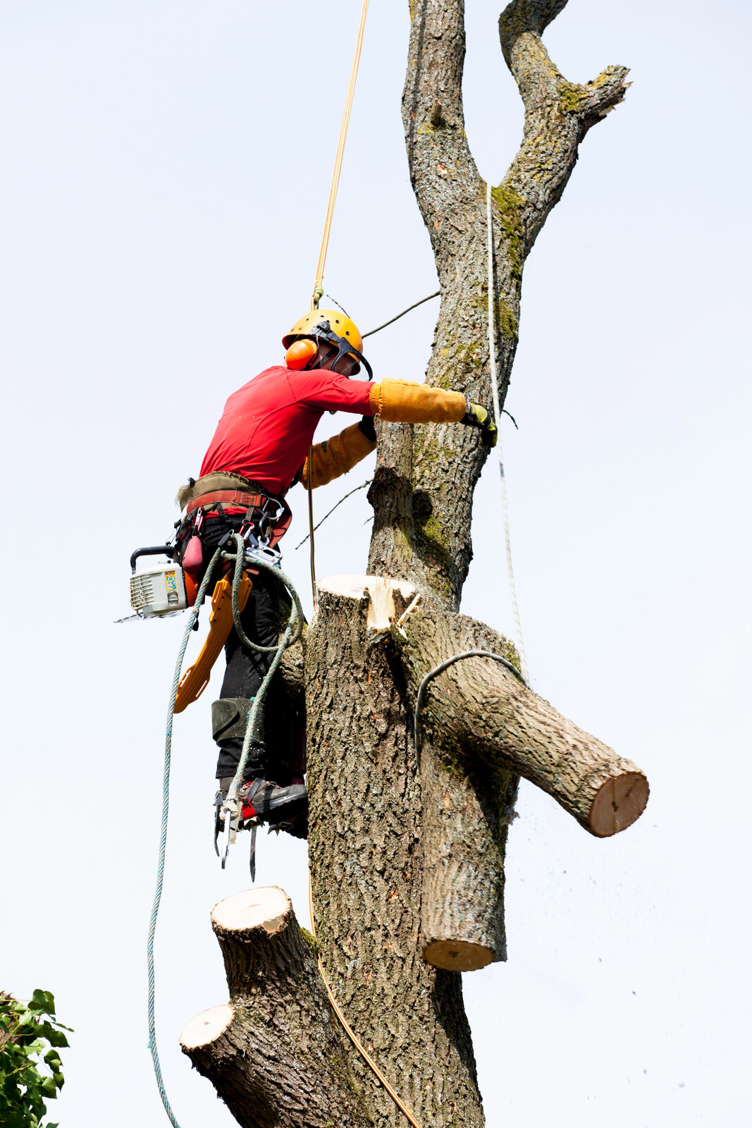 Tree removal specialist at work