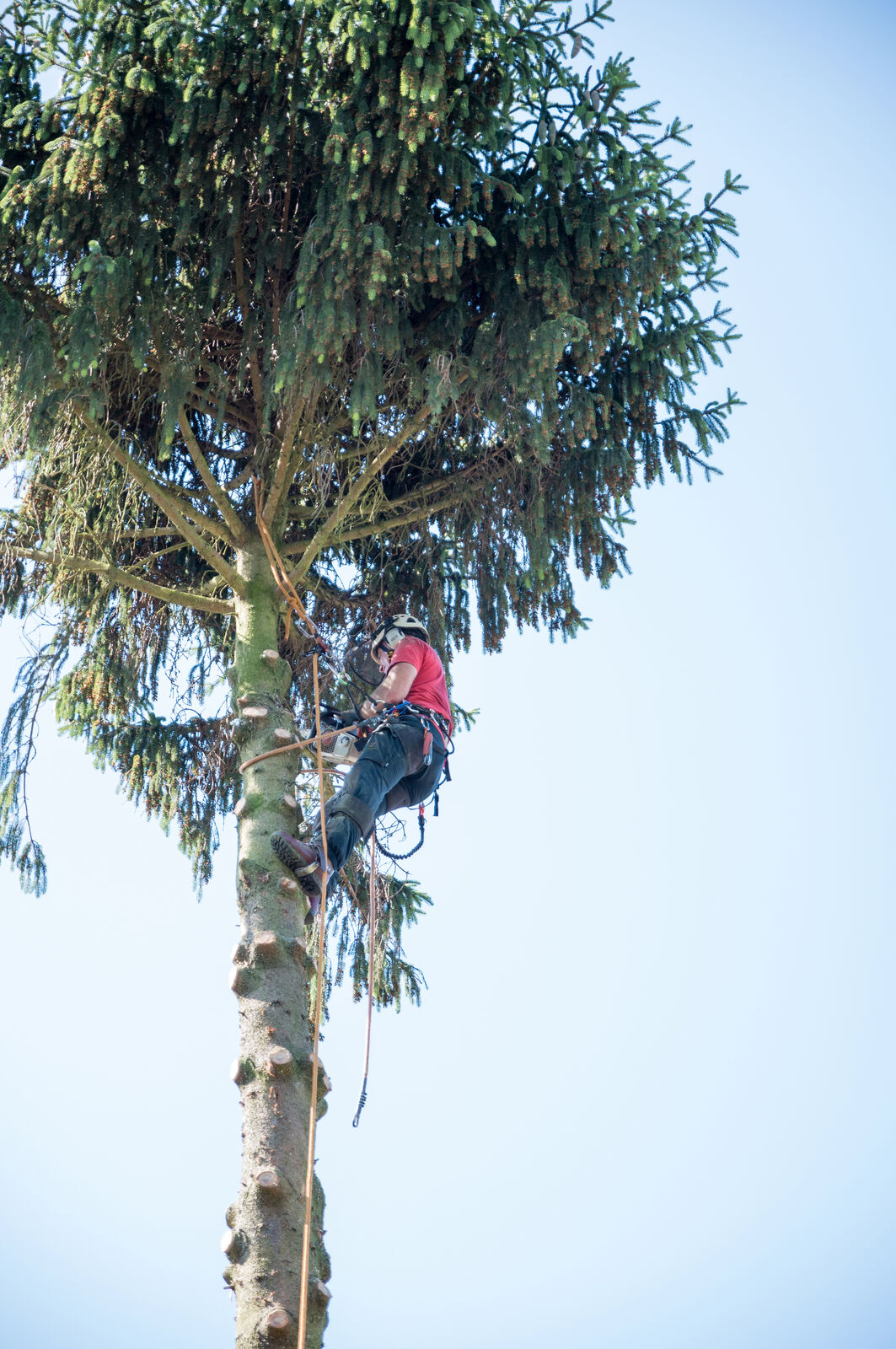 Climber removing pine tree