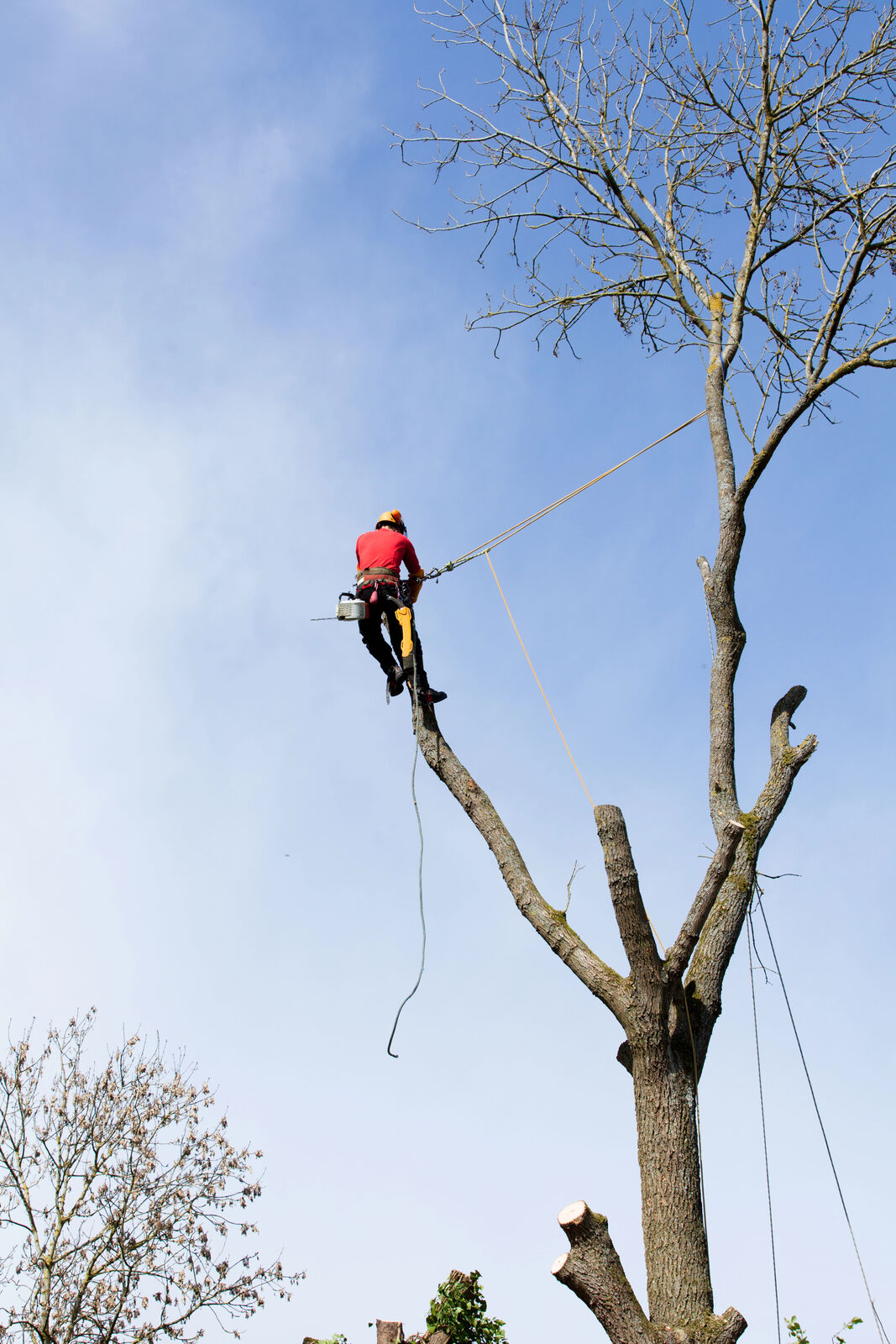 Arborist climbing with ropes and safety equipment